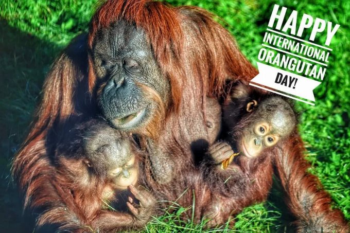 International Orangutan Day Photo of a mother Orangutan and her two babies. Copyright Rachel Anthony-Rowlands 2023